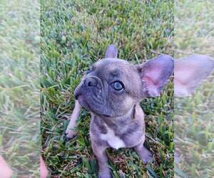 French Bulldog Puppy for sale in TAMPA, FL, USA