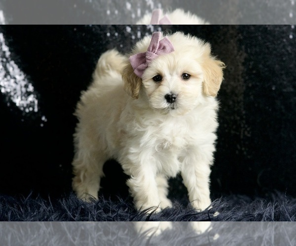 Medium Photo #79 Maltipoo Puppy For Sale in WARSAW, IN, USA