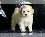 Puppy Ivy F1 Maltipoo