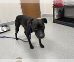 Small American Pit Bull Terrier Mix