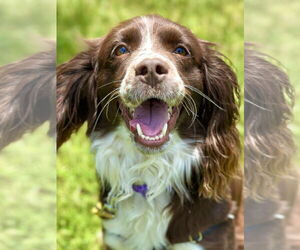Cocker Spaniel-Unknown Mix Dogs for adoption in West Cornwall, CT, USA