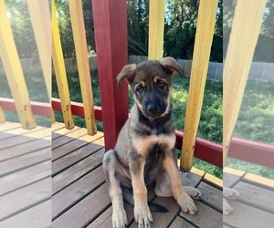 German Shepherd Dog Puppy for sale in BURLINGTON, WA, USA