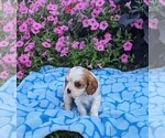 Small Photo #2 Cavalier King Charles Spaniel Puppy For Sale in DUNNVILLE, KY, USA