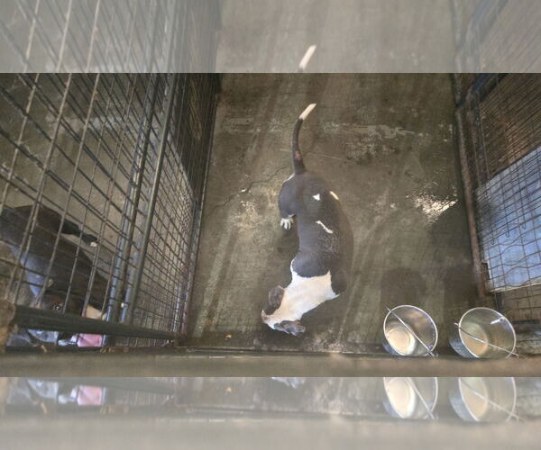 Medium Photo #2 American Bulldog-Unknown Mix Puppy For Sale in Jackson, MS, USA