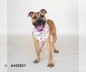 Chinese Shar-Pei-Unknown Mix Dogs for adoption in Conroe, TX, USA
