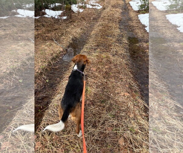 Medium Photo #4 Beagle Puppy For Sale in Alexander, AR, USA
