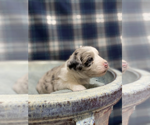 Aussie-Poo Puppy for sale in ADAMSVILLE, TN, USA