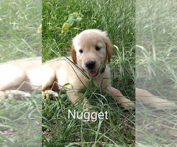Medium Photo #13 Golden Retriever Puppy For Sale in PLANT CITY, FL, USA