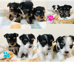 Small Yorkshire Terrier