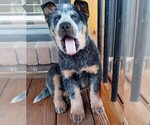 Small Photo #3 Australian Cattle Dog Puppy For Sale in CHAPMANSBORO, TN, USA