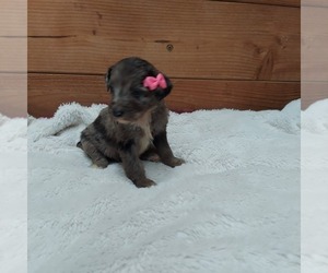 Bernedoodle Puppy for sale in FRYTOWN, IA, USA