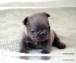 Image preview for Ad Listing. Nickname: Litter of 3