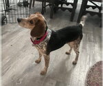 Small #8 Beagle
