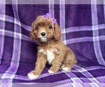 Small #2 Cavapoo