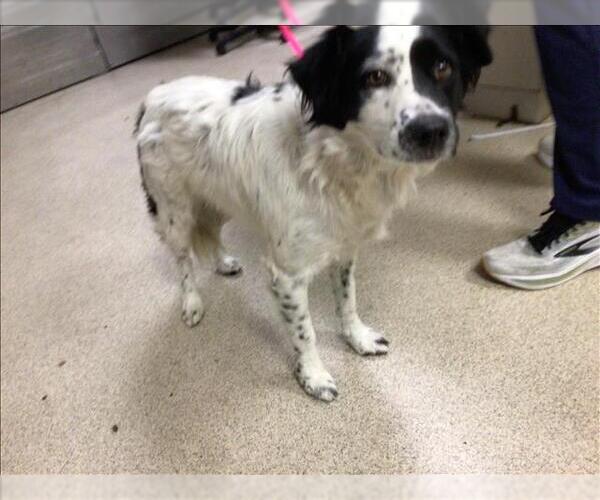 Medium Photo #1 Australian Shepherd Puppy For Sale in Riverside, CA, USA