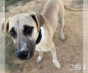 Pineapple - Female Labrador Retriever-Unknown Mix Dog for Adoption - Photo #3