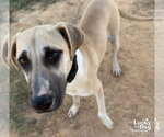 Small Photo #3 Labrador Retriever-Unknown Mix Puppy For Sale in Washington, DC, USA