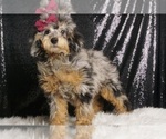 Puppy Bellatrix Poodle (Toy)