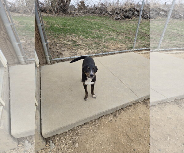 Medium Photo #1 Mutt Puppy For Sale in Maquoketa, IA, USA