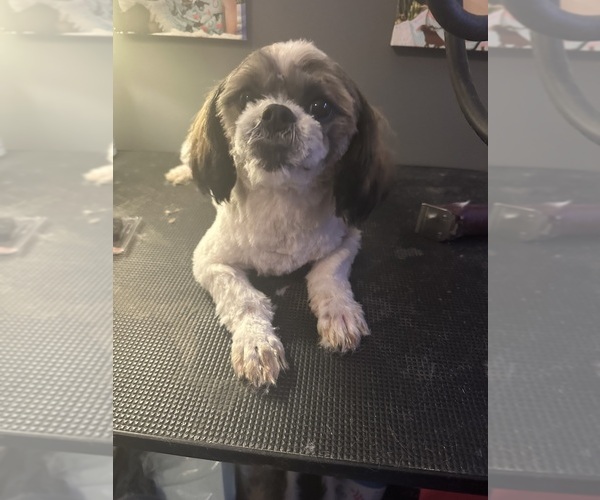 Medium Photo #1 Shih Tzu Puppy For Sale in STOKESDALE, NC, USA