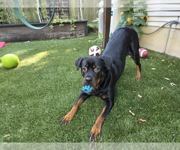 Medium Photo #7 Rottweiler Puppy For Sale in CHICAGO, IL, USA