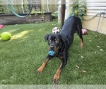 Small #6 Rottweiler