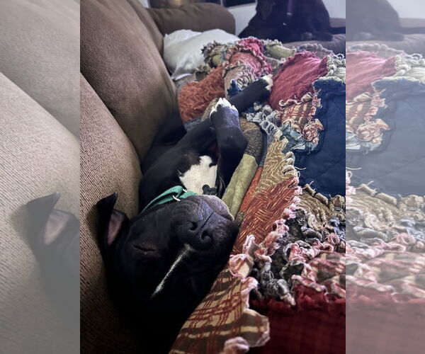 Medium Photo #4 Mutt Puppy For Sale in The Woodlands, TX, USA