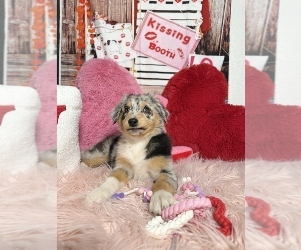 Medium Photo #12 Australian Shepherd Puppy For Sale in NEW BRAUNFELS, TX, USA