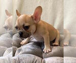 Small Photo #10 French Bulldog Puppy For Sale in JOHNS ISLAND, SC, USA