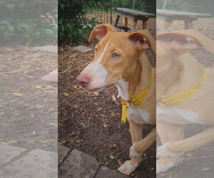 Jet - Male Mutt Dog for Adoption - Photo #5
