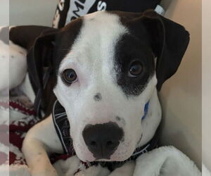 Mutt Dogs for adoption in Canton, CT, USA