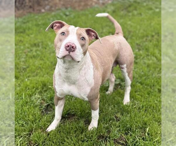 Medium Photo #1 American Pit Bull Terrier Puppy For Sale in Modesto, CA, USA