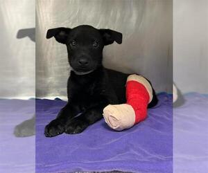 Labrador Retriever-Unknown Mix Dogs for adoption in Conroe, TX, USA