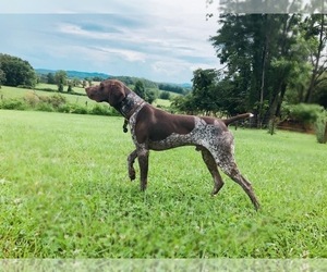 Father of the German Shorthaired Pointer puppies born on 04/26/2022