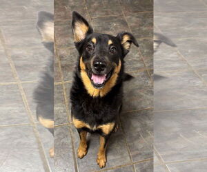 Bright - Male Australian Kelpie-Unknown Mix Dog for Adoption - Photo #2