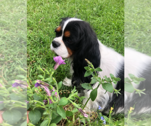 Mother of the Cavalier King Charles Spaniel puppies born on 03/23/2025