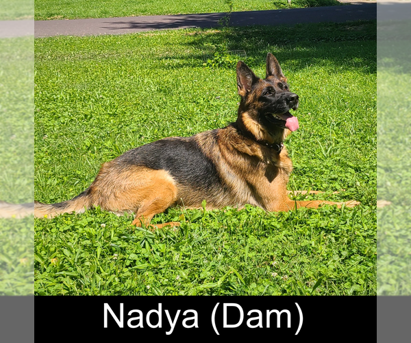 Medium Photo #1 German Shepherd Dog Puppy For Sale in MOUNTAIN GROVE, MO, USA