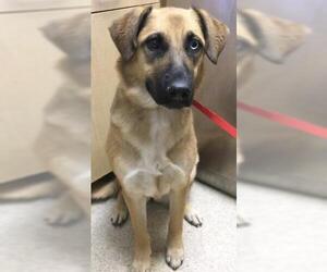 Australian Shepherd-Unknown Mix Dogs for adoption in Riverside, CA, USA