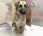 Small Australian Shepherd Mix
