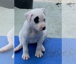 Small Photo #10 American Pit Bull Terrier Puppy For Sale in MIAMI, FL, USA