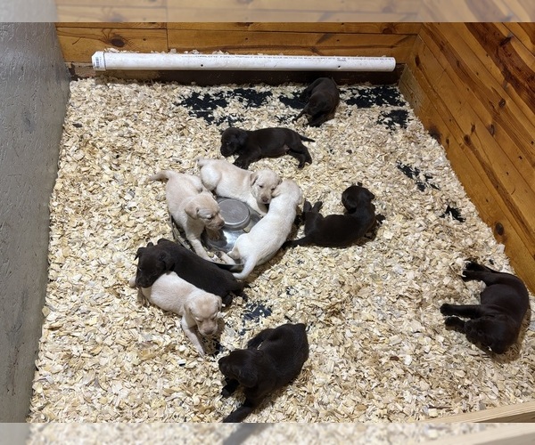 Medium Photo #1 Labrador Retriever Puppy For Sale in WAUSEON, OH, USA