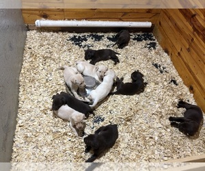 Labrador Retriever Puppy for Sale in WAUSEON, Ohio USA