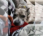 Small #16 American Pit Bull Terrier-American Staffordshire Terrier Mix
