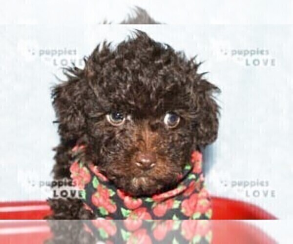 Medium Photo #7 Poodle (Toy) Puppy For Sale in SANGER, TX, USA