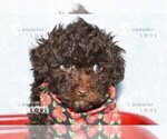 Small #6 Poodle (Toy)