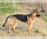 Small #4 German Shepherd Dog