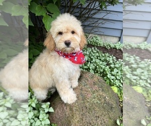 Goldendoodle (Miniature) Puppy for sale in RICHMOND, IL, USA