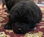 Puppy Bob Chow Chow-Samoyed Mix