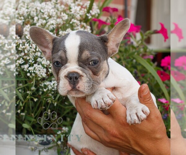 Medium Photo #3 French Bulldog Puppy For Sale in HONEY BROOK, PA, USA