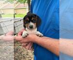 Puppy Puppy 5 Beagle